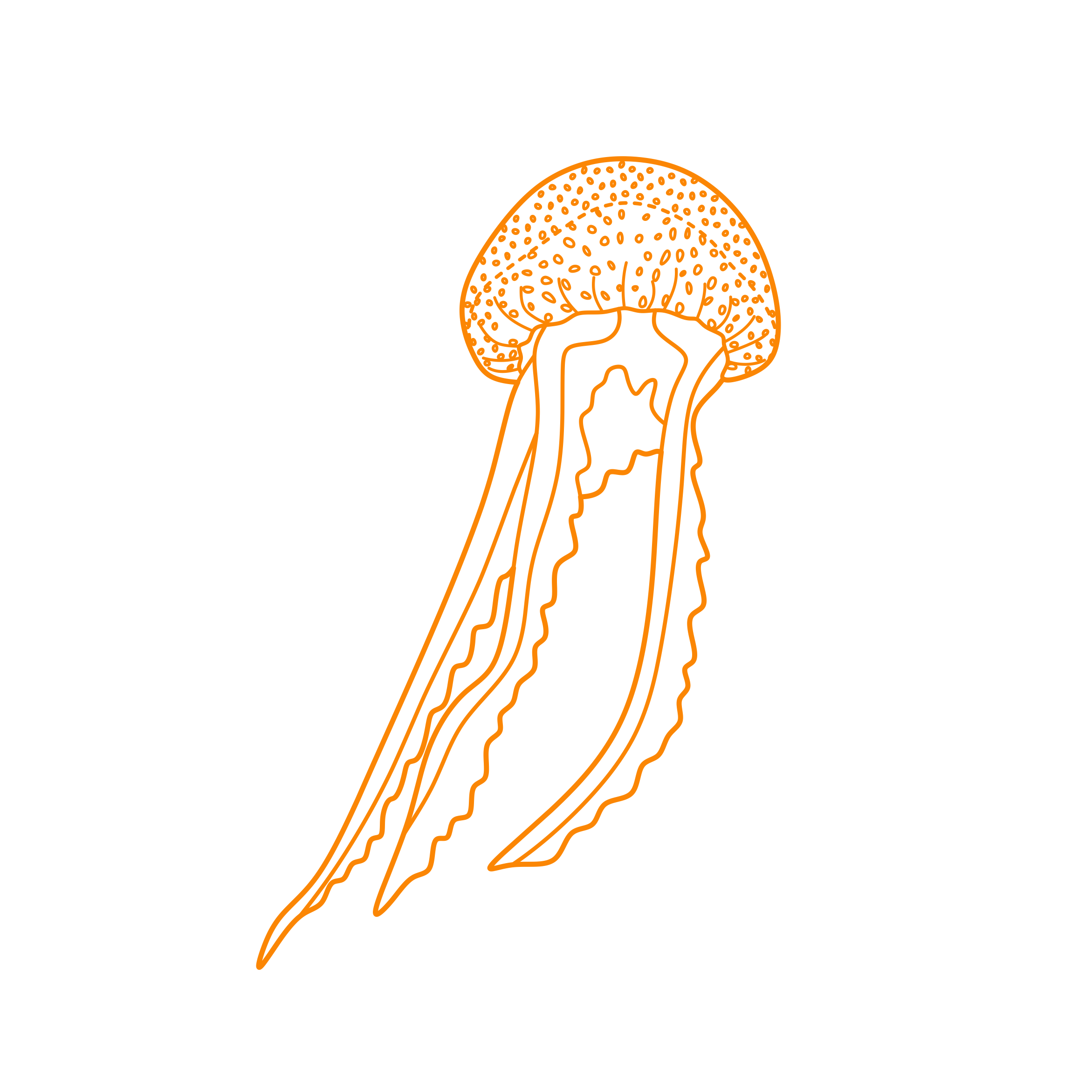 Animals Jellyfish Mauve Stinger Simple Line Art Svg Free Vectors
